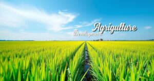 A lush rice field showcasing agricultural growth initiatives with vibrant green plants and a clear blue sky.